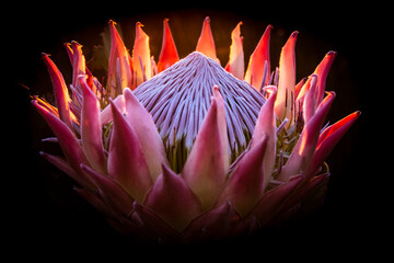 King Protea at Dawn on the Mountain