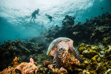 Turtle relaxing among coral reef in the wild with divers and snorkelers observing and swimming nearby