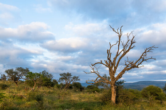 Dead leadwood tree amongst the Zululand bushveld