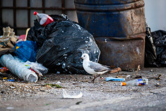 Hartlaubs Gull feeding on trash