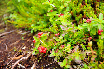 karelia, plant, nature, leaf, leaves, garden, spring, food, plants, bush, fresh, field, flora, herb, summer, natural, growth, grass, grow, green, ivy, outdoors, wall