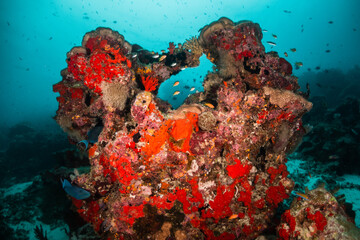 Fototapeta na wymiar Colorful and lively coral reef system, with healthy corals and schools of bait fish