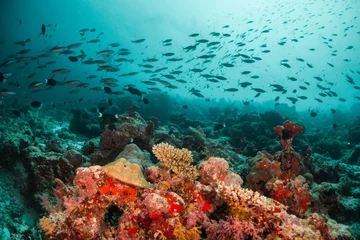 Foto op Aluminium Colorful and lively coral reef system, with healthy corals and schools of bait fish © Aaron