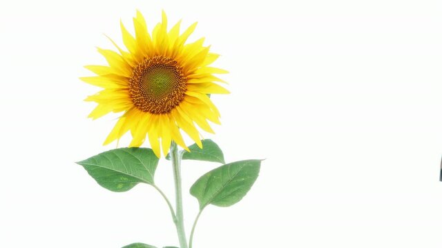A sunflower vibrates in the wind isolated on a white background.