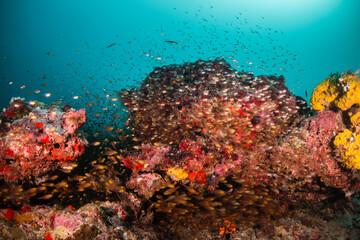 Naklejka na ściany i meble Colorful and lively coral reef system, with healthy corals and schools of bait fish