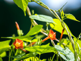 マルバルコウソウ