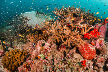 Fototapeta na wymiar Colorful and lively coral reef system, with healthy corals and schools of bait fish