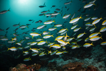 Naklejka na ściany i meble Schooling fish underwater, surrounding a vibrant and colorful coral reef ecosytem in deep blue ocean