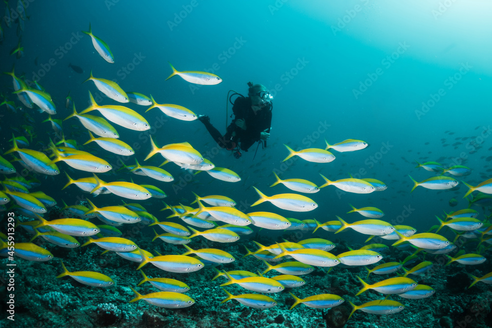 Wall mural Scuba divers enjoying a vibrant and colorful coral reef in deep blue ocean