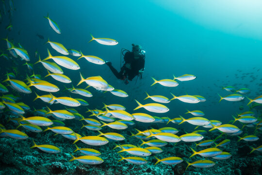 Scuba divers enjoying a vibrant and colorful coral reef in deep blue ocean