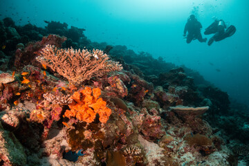 Fototapeta na wymiar Scuba divers enjoying a vibrant and colorful coral reef in deep blue ocean