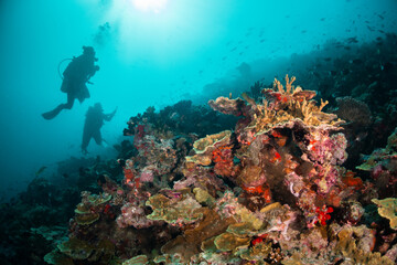Fototapeta na wymiar Scuba divers enjoying a vibrant and colorful coral reef in deep blue ocean