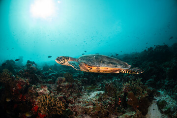 Turtle relaxing among coral reef in the wild with divers and snorkelers observing and swimming nearby