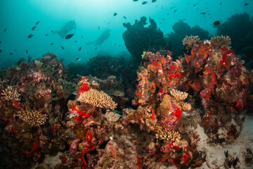 Fototapeta na wymiar Scuba divers swimming over colorful coral reef ecosystem and mesmerized by the beauty of the underwater world