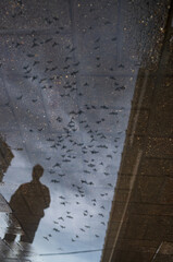 Blurred silhouette of reflection of one person walking alone on wet city sidewalk on rainy day. Birds are flying across the sky. Abstract photography