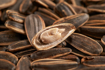 close up of sunflower seed