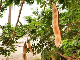 Scissor bean tree beautiful green leaves. 