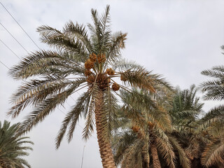 Palm tree cloudy sky beautiful background view. 