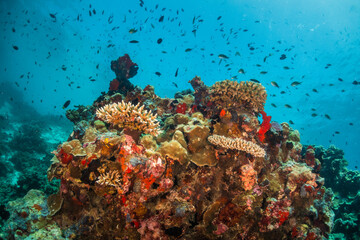 Colorful coral reef ecosystem, surrounded by tropical fish in clear blue water