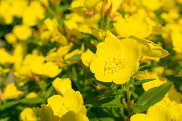 Obraz premium Yellow bells of Oenothera, evening primrose, suncups or sundrops