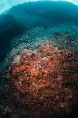 Fototapeta na wymiar Underwater shot of schooling fish among colorful coral reef in clear blue water