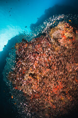 Underwater shot of schooling fish among colorful coral reef in clear blue water