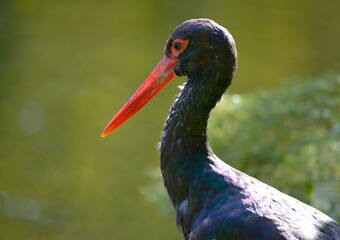 Cigogne noire