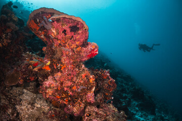 Fototapeta na wymiar Underwater image of scuba diver among colorful coral reef in beautiful clear blue ocean
