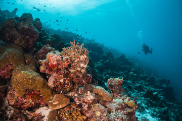 Underwater image of scuba diver among colorful coral reef in beautiful clear blue ocean