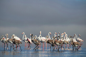 Close up of beautiful African flamingos that are standing in still water with reflection.
