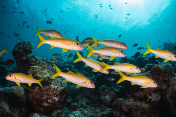 Fototapeta na wymiar Underwater shot of schooling fish among colorful coral reef in clear blue water
