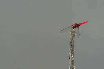 枝の先に止まっている赤とんぼ。