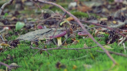 Forest Ground Foliage with Mushrooms Sticks Moss and Tree Cones	