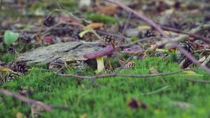 Forest Ground Foliage with Mushrooms Sticks Moss and Tree Cones	