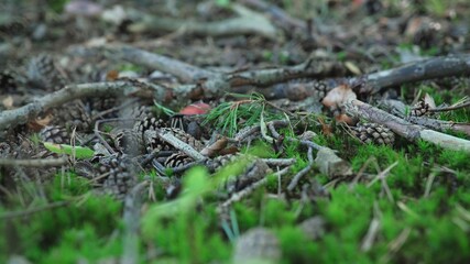 Forest Ground Foliage with Mushrooms Sticks Moss and Tree Cones	