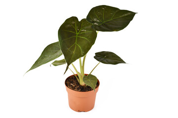Dark green tropical 'Alocasia Wentii' houseplant in flower pot on white background