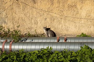 Cat and orange wall