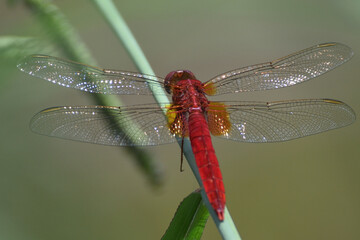 Red dragonfly on the plant stem. He has open glossy wings.