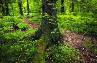 Fabulous Karelian forest. The path goes through the trees. A huge tree trunk.