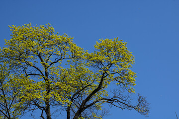 tree against sky