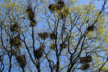 Crows nests