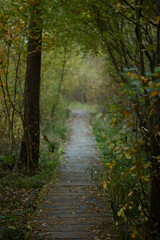 wooden path in the autumn forest