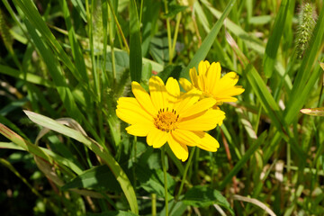 Heliopsis. Bright, beautiful, yellow heliopsis flower in the sunlight.