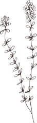 Hand drawn outline abstract vector image. Sprig of thyme bloom silhouette isolated on transparent background. Eps pharmacy herbs. Vintage art print for label, packaging, product design