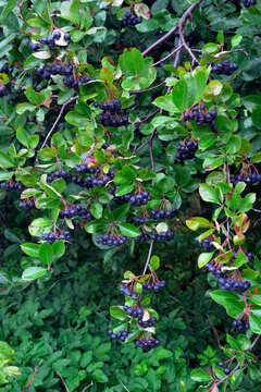 Aronia czarna, aronia czarnoowocowa (Aronia melanocarpa (Michx.) Elliott) &ndash; gatunek krzewu należący do rodziny r&oacute;żowatych.