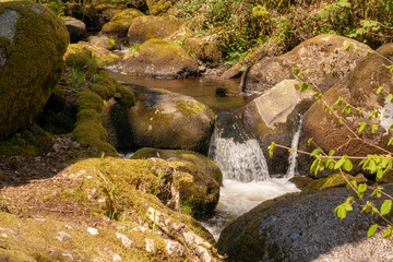 stream in the forest