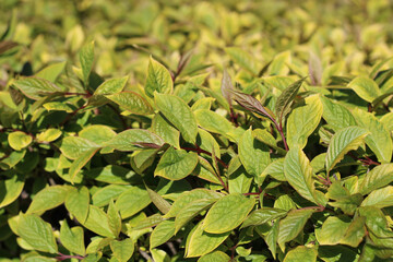 green leaves background