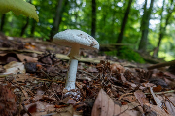 Poisonous mushroom Amanita phaloides