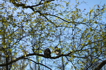 two birds on tree