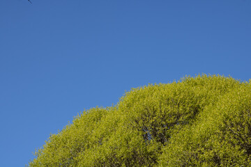 tree against sky